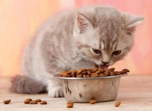 cat love owner divided into 5 "grades", full level is really too happy