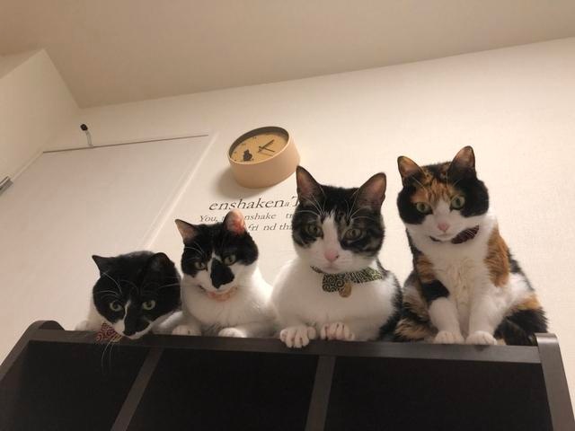 猫咪喜欢和主人睡觉的原因,看完后心里暖暖的