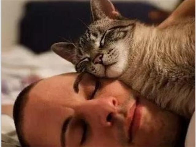 cats like to sleep with their owners, after reading the heart warm