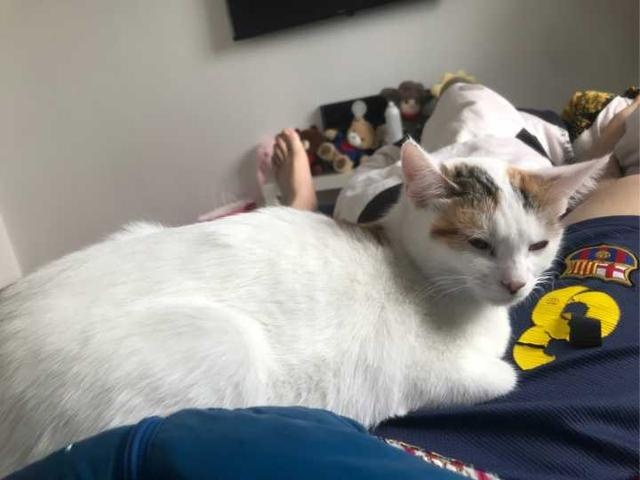 cats like to sleep with their owners, after reading the heart warm