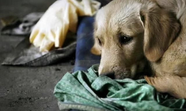 can a pet dog survive in the wild after it has been lost?