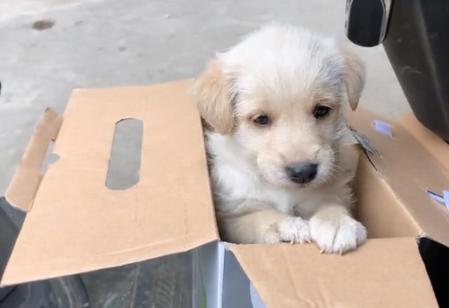 can a pet dog survive in the wild after it has been lost?