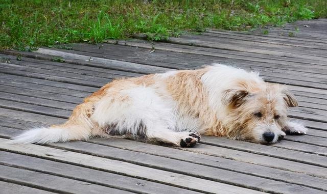can a pet dog survive in the wild after it has been lost?