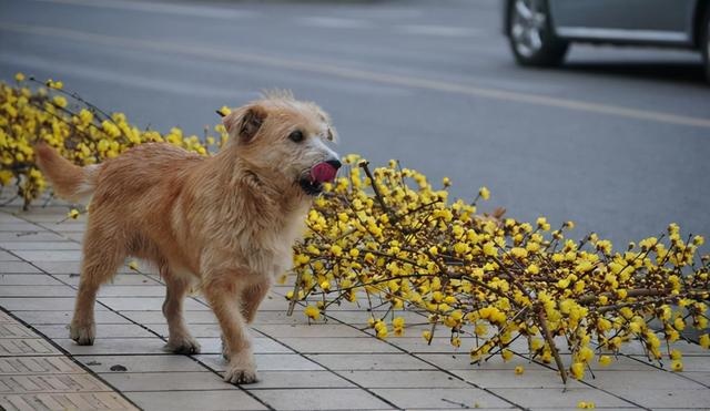 can a pet dog survive in the wild after it has been lost?