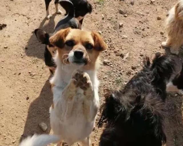 can a pet dog survive in the wild after it has been lost?