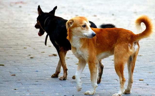can a pet dog survive in the wild after it has been lost?