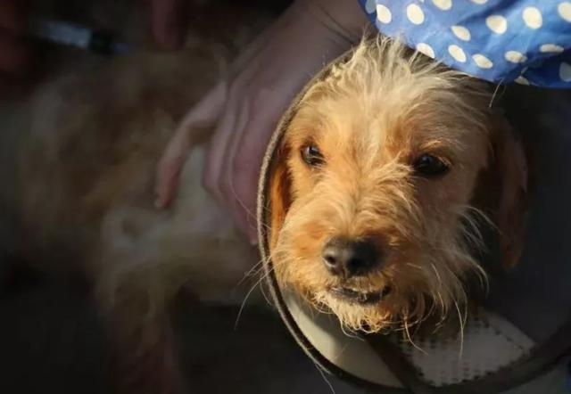 can a pet dog survive in the wild after it has been lost?