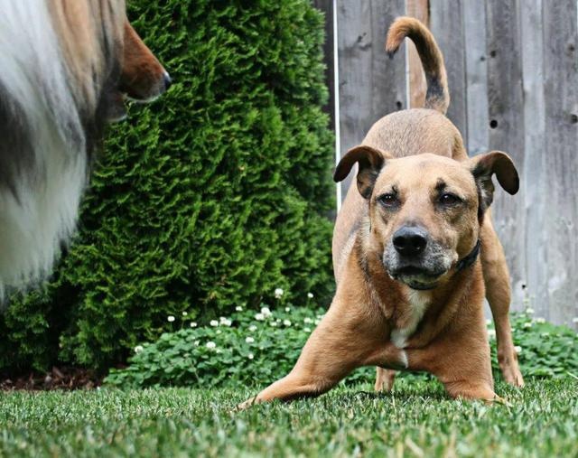 dogs love to "stretch out" because they are comfortable? there's something you don't know