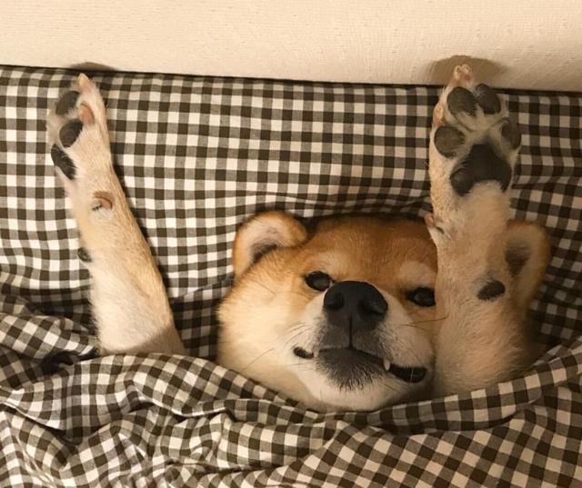 dogs love to "stretch out" because they are comfortable? there's something you don't know