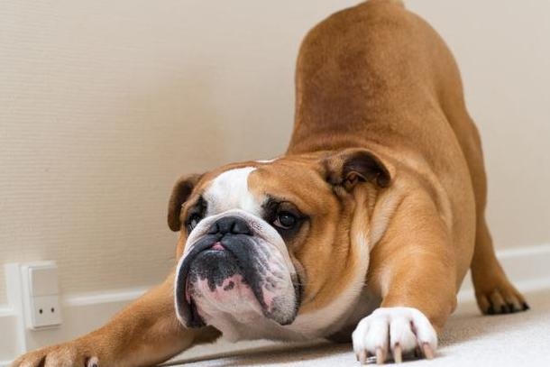 dogs love to "stretch out" because they are comfortable? there's something you don't know