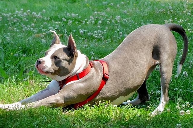 dogs love to "stretch out" because they are comfortable? there's something you don't know