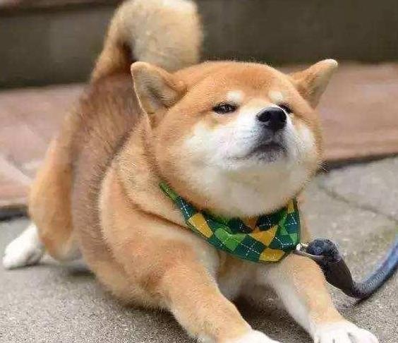 dogs love to "stretch out" because they are comfortable? there's something you don't know