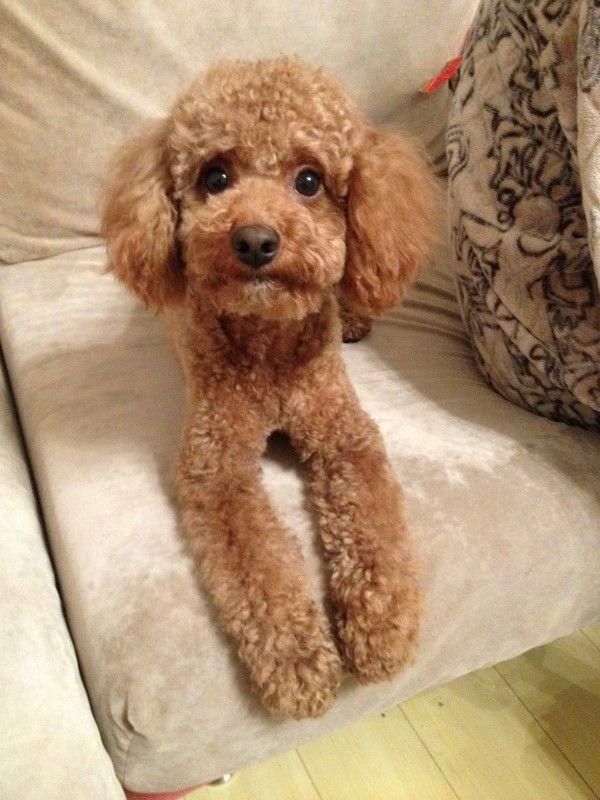 that's right! your dog represents your character, my golden retriever, and you?