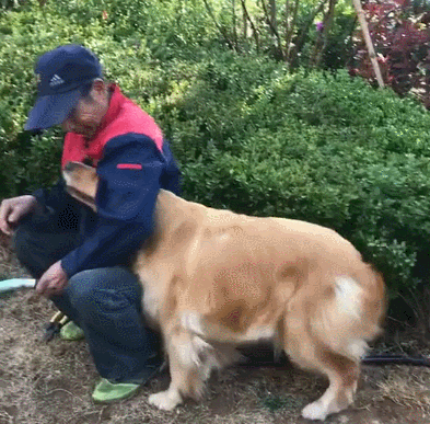 that's right! your dog represents your character, my golden retriever, and you?