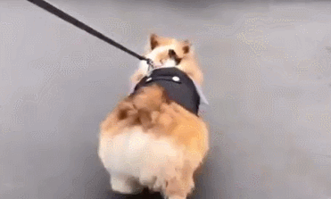 that's right! your dog represents your character, my golden retriever, and you?