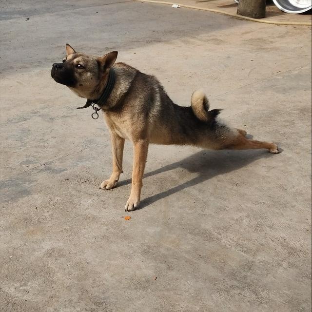 dogs often do these actions, most likely sick, it is recommended that the poop officer pay attention
