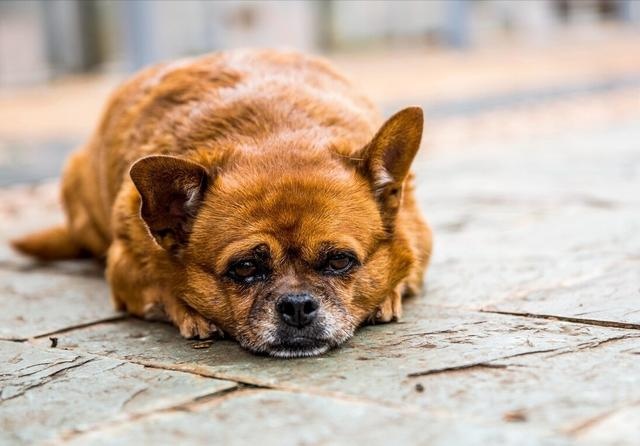 dogs often do these actions, most likely sick, it is recommended that the poop officer pay attention
