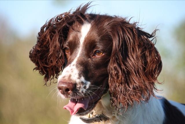 dogs often do these actions, most likely sick, it is recommended that the poop officer pay attention