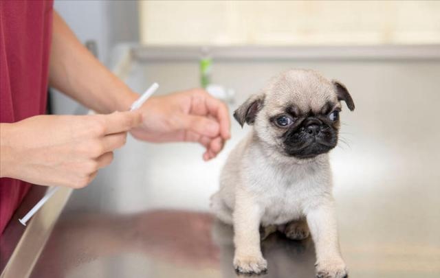 dogs often do these actions, most likely sick, it is recommended that the poop officer pay attention