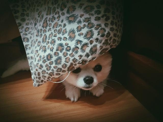 dogs often do these actions, most likely sick, it is recommended that the poop officer pay attention