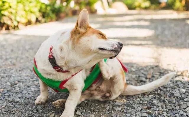 dogs often do these actions, most likely sick, it is recommended that the poop officer pay attention