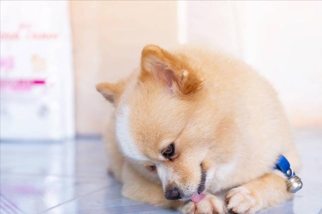 dogs often do these actions, most likely sick, it is recommended that the poop officer pay attention