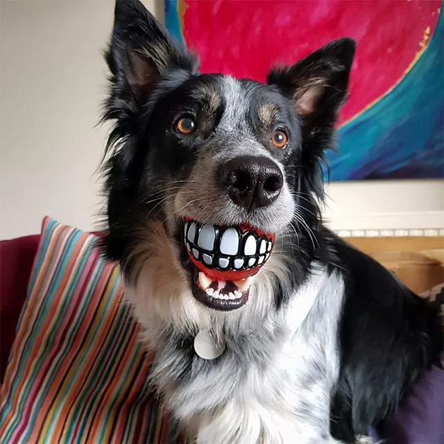 what's in the dog's mouth? netizen: that's funny