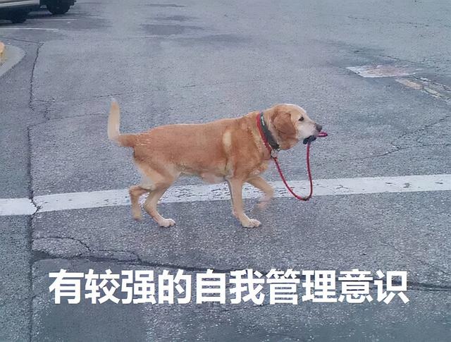 what's in the dog's mouth? netizen: that's funny