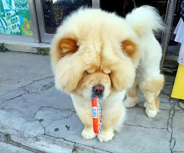 what's in the dog's mouth? netizen: that's funny