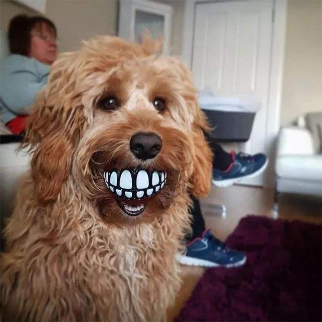 what's in the dog's mouth? netizen: that's funny