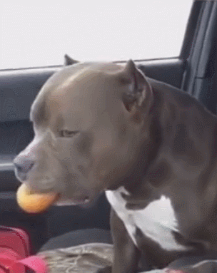 what's in the dog's mouth? netizen: that's funny