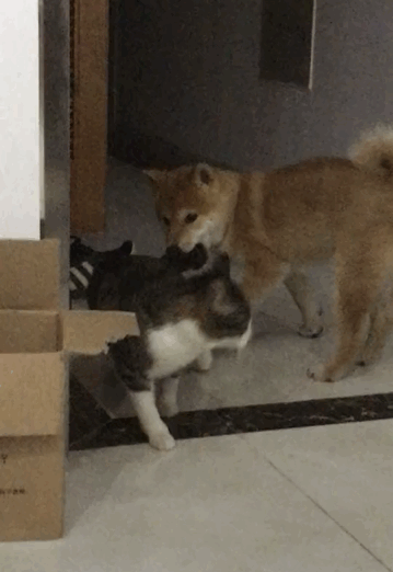 what's in the dog's mouth? netizen: that's funny