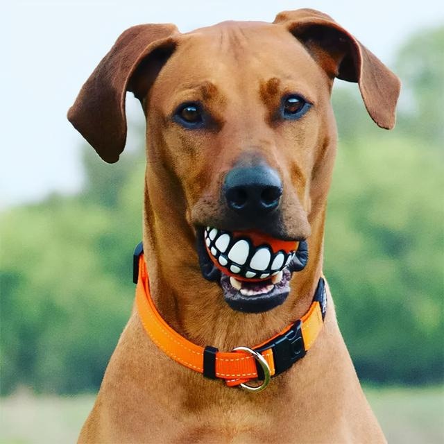 what's in the dog's mouth? netizen: that's funny