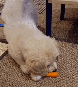what's in the dog's mouth? netizen: that's funny