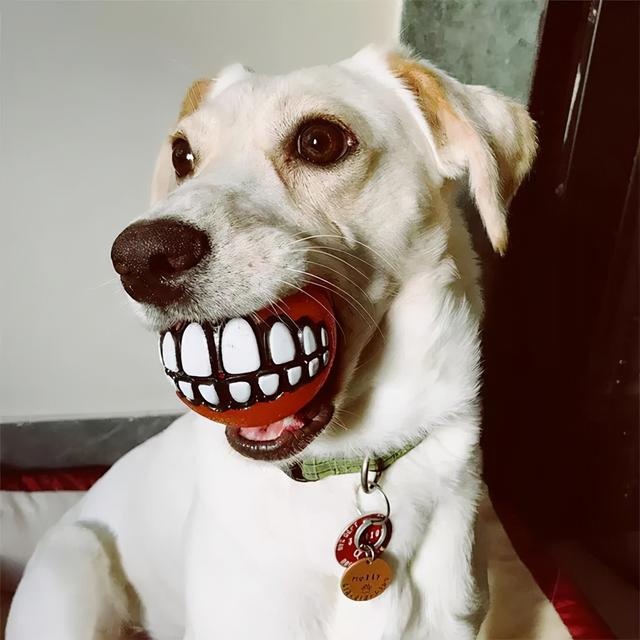 what's in the dog's mouth? netizen: that's funny