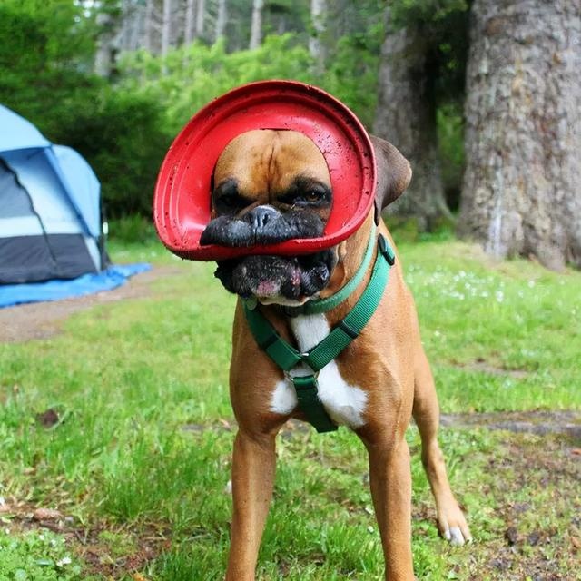 what's in the dog's mouth? netizen: that's funny