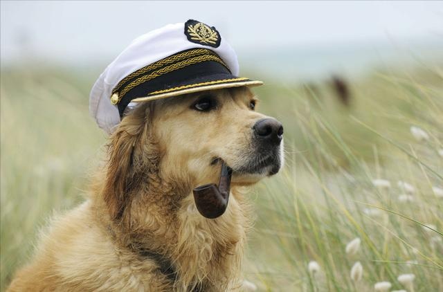 what's in the dog's mouth? netizen: that's funny