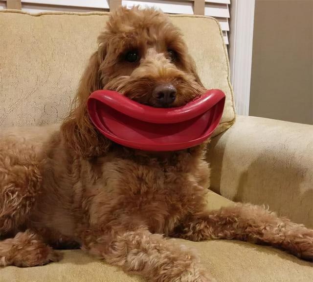 what's in the dog's mouth? netizen: that's funny