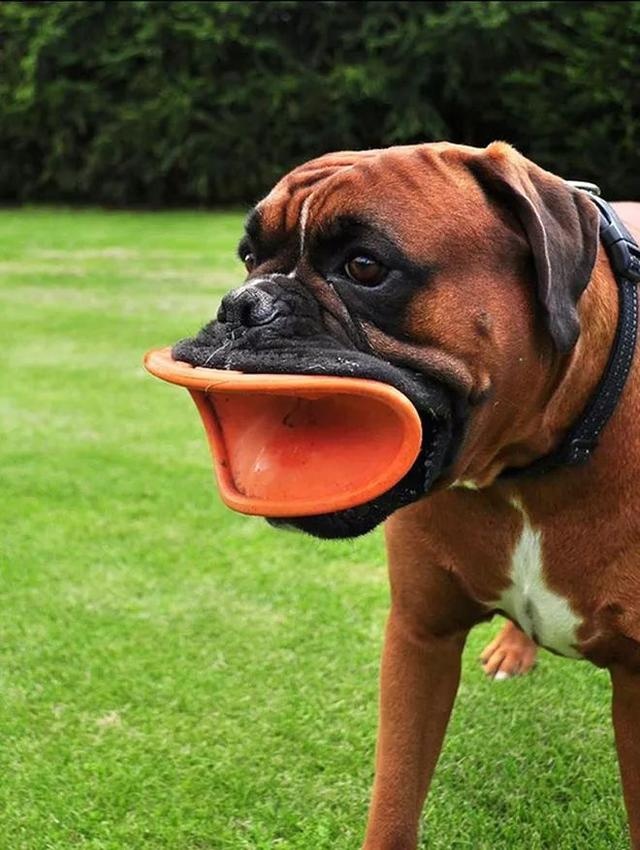 what's in the dog's mouth? netizen: that's funny