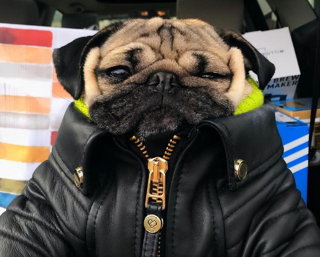 these kinds of dogs are "super afraid of cold", go out to remember to wear clothes