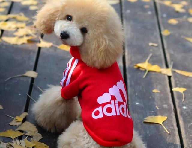 these kinds of dogs are "super afraid of cold", go out to remember to wear clothes