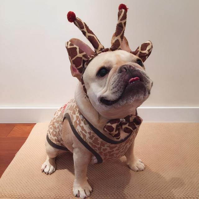 these kinds of dogs are "super afraid of cold", go out to remember to wear clothes
