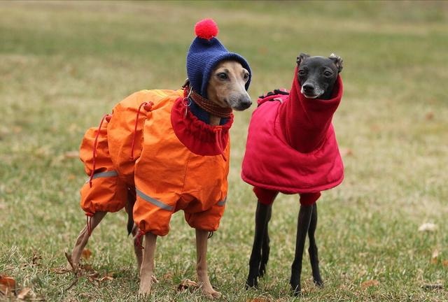 these kinds of dogs are "super afraid of cold", go out to remember to wear clothes