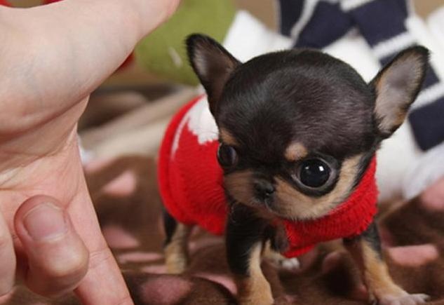 these kinds of dogs are "super afraid of cold", go out to remember to wear clothes