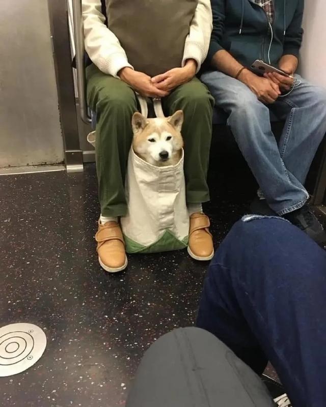 no one can beat the new yorker when it comes to dog bags