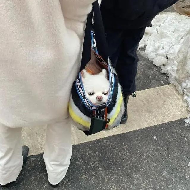 no one can beat the new yorker when it comes to dog bags