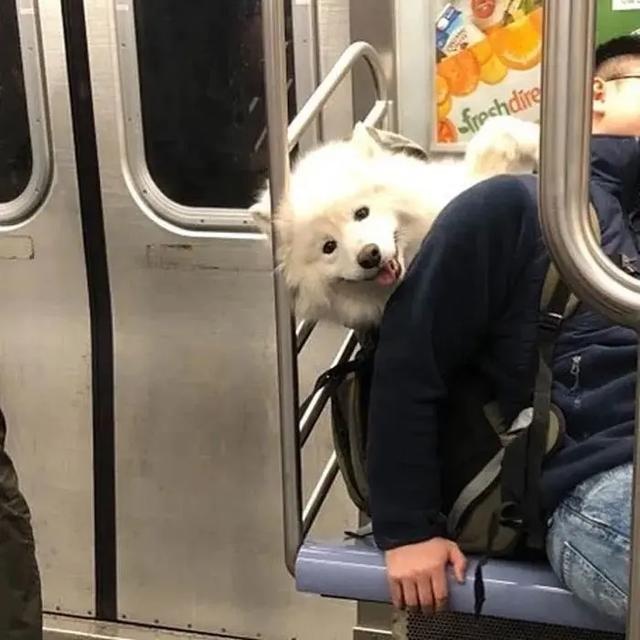 no one can beat the new yorker when it comes to dog bags