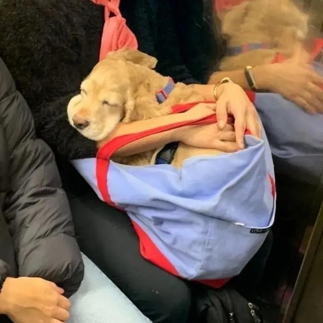 no one can beat the new yorker when it comes to dog bags