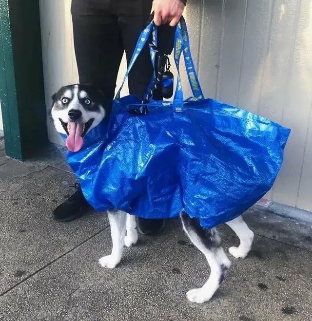 no one can beat the new yorker when it comes to dog bags
