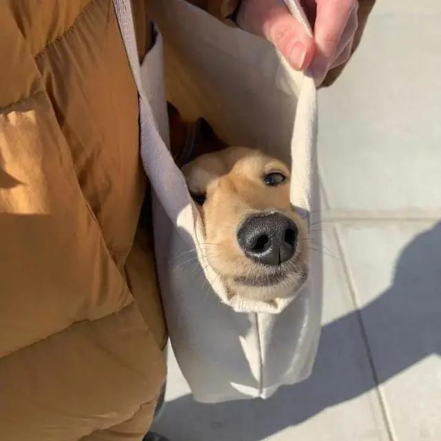 no one can beat the new yorker when it comes to dog bags